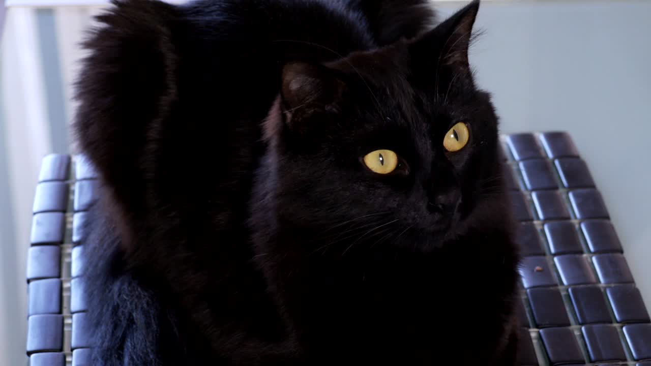 belo gato preto com olhos amarelos sentado em uma cadeira
