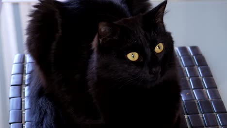 beautiful black cat with yellow eyes sitting on a chair