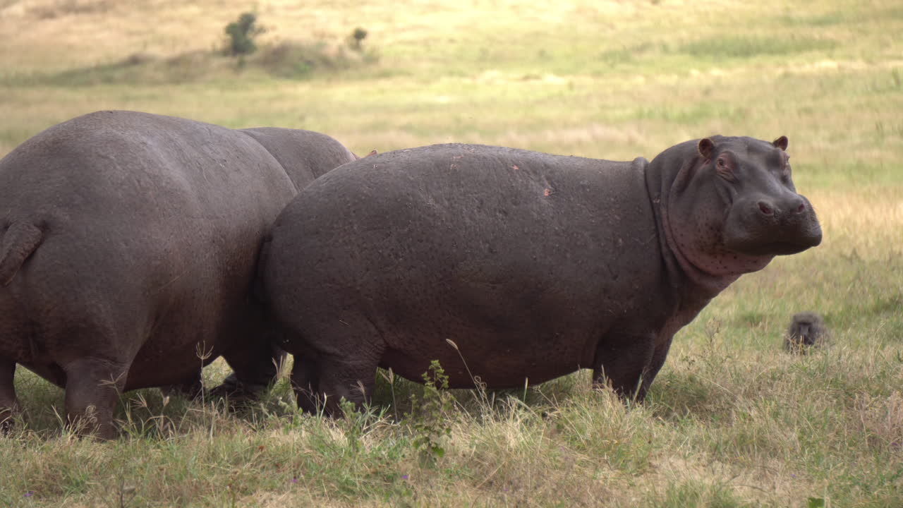 Funny Hippopotamus Couple Scrubbing on Each Other in Meadow of African Savanna, Close Up. Safari Watching on Animals in Natural Environment