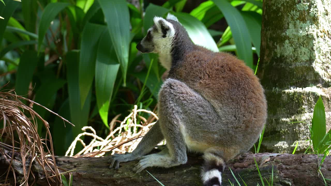 Um lêmure-de-cauda-anelada (Lemur catta) sentado em um tronco em meio à folhagem verde em um habitat natural e olhando ao redor, close-up