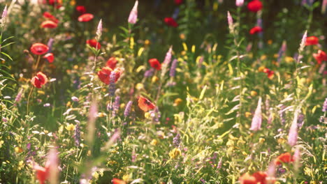 Beautiful-sunny-day-in-countryside