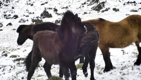 Grupo-De-Caballos-Islandeses-En-Un-Ambiente-Frío