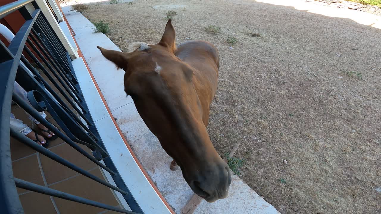 Close Up of a Brown Horse's Face