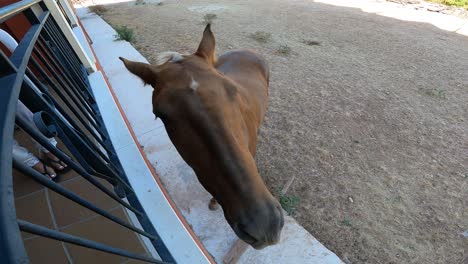 close up of a brown horse's face