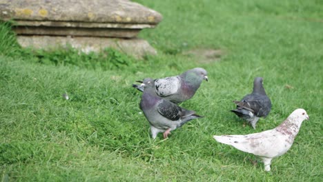 some pigeons walk and eat on a meadow 4k