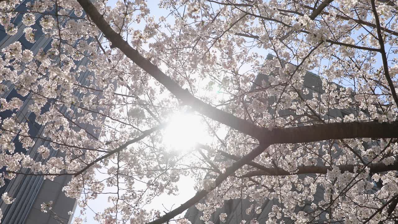 도쿄 최고의 벚꽃