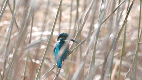 a close up shot with shallow depth of field of a common kingfisher hiding in the bush in tokyo, japan