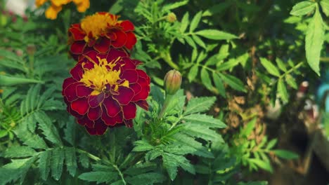 Closeup-shot-of-Two-Marigold-flower-in-a-frame