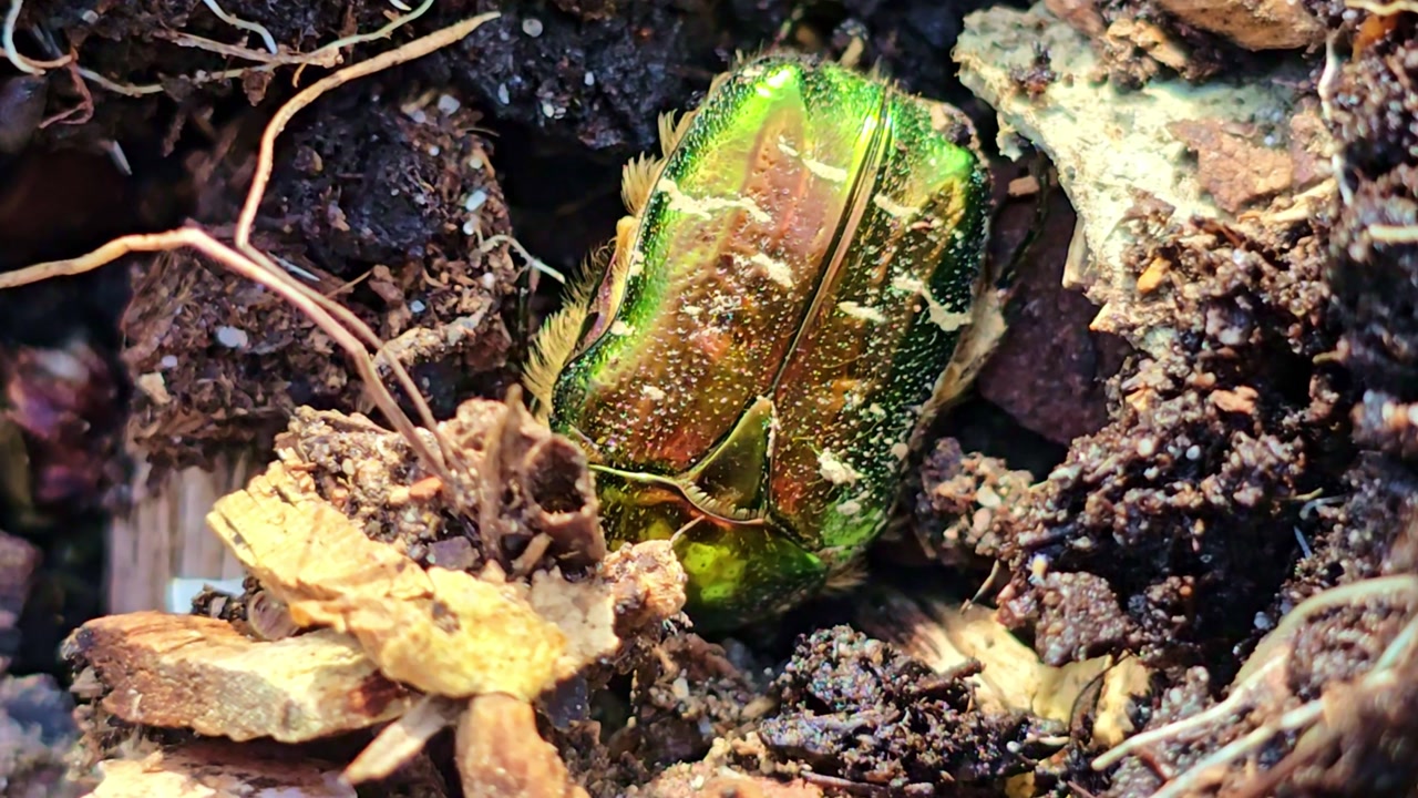 Macro shot of green beetle pushing soil while burrowing into ground