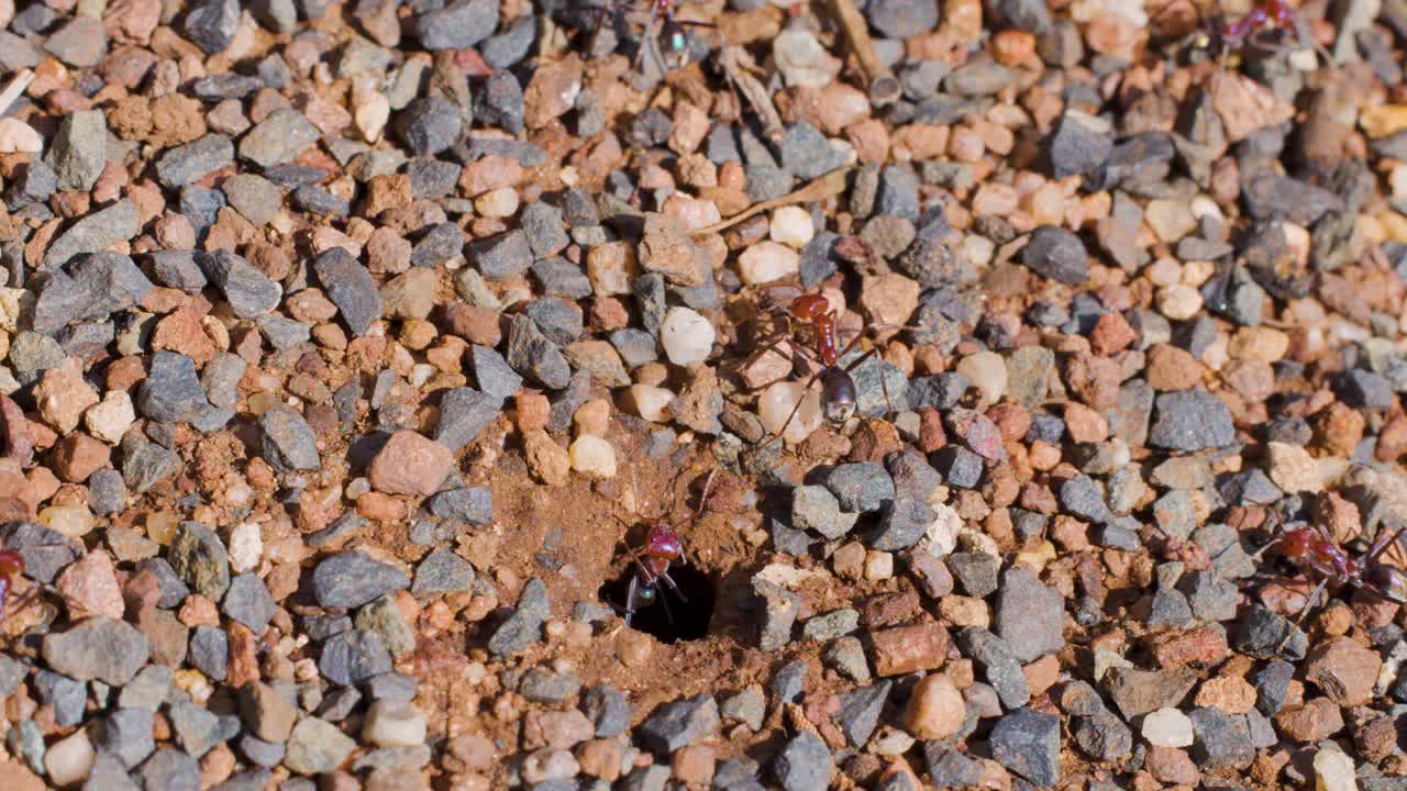 Several ants actively move in and out of a small burrow surrounded by gravel, captured in bright natural daylight with a steady macro perspective