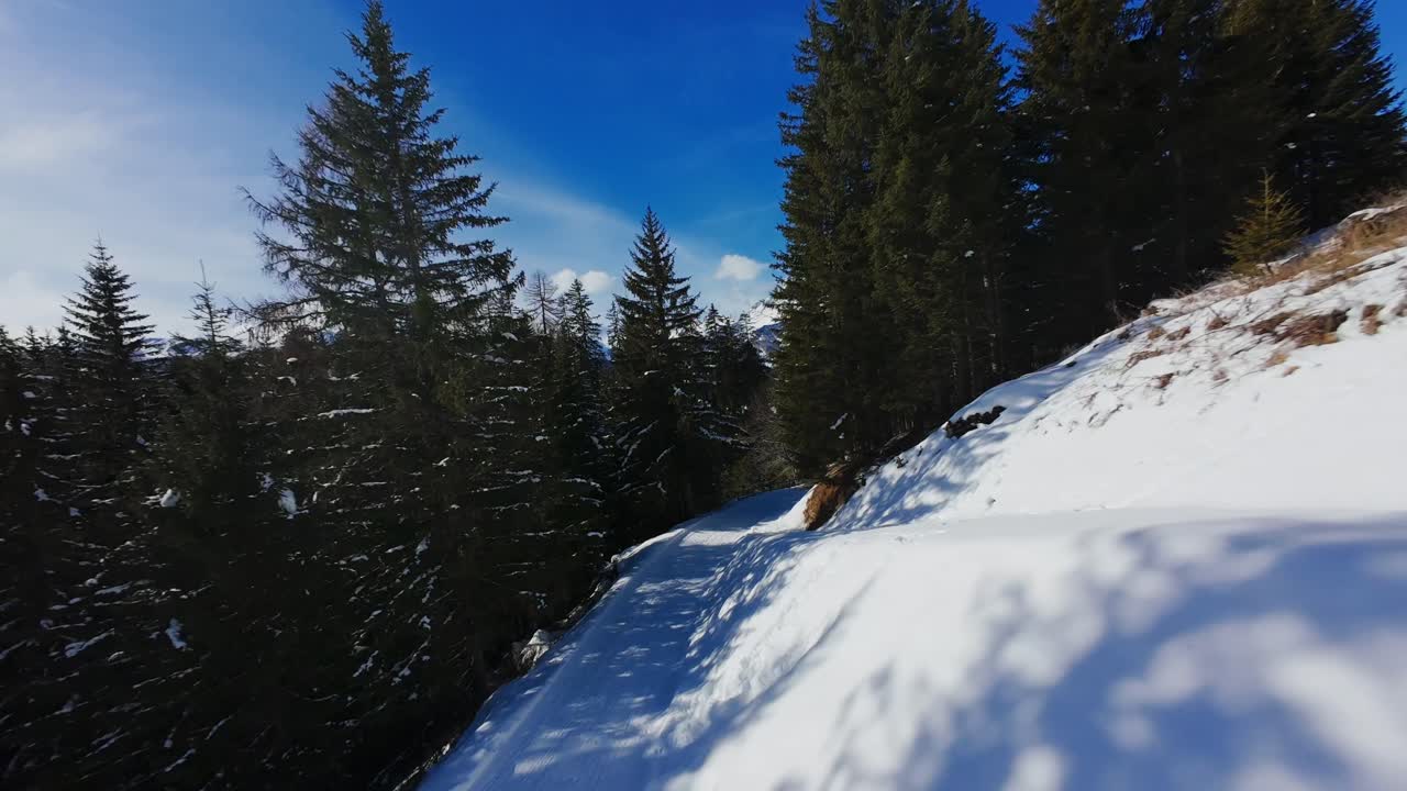 Volo veloce di drone FPV attraverso pini che rivela una valle alpina innevata nelle Dolomiti, Italia. Splendido panorama montano, paesaggio invernale e cielo azzurro brillante.