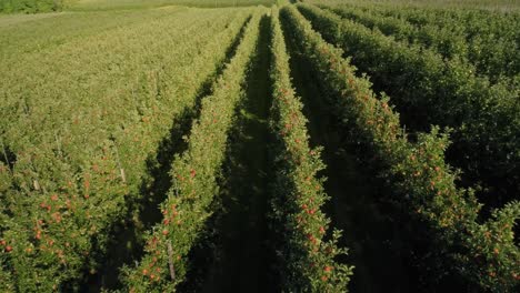 Drone-view-of-apple-orchard