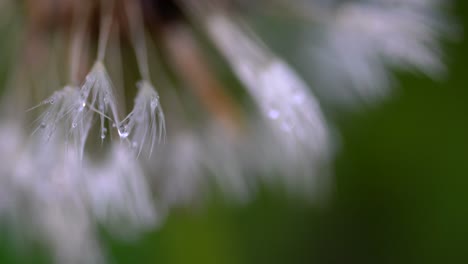 tiro super macro de gotas de lluvia en hojas de diente de león