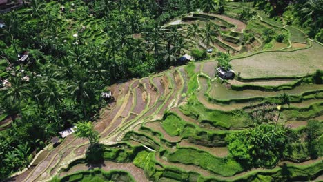 drone footage of tegallalang rice terrace in bali capturing the iconic landscape