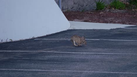 a rabbit sniffs the ground in a parking lot against a wall before looking around