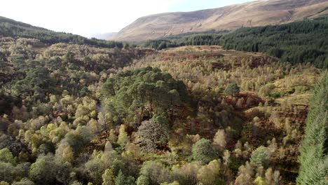 a drone descends above the a birch forest in autumn while tilting to keep an isolated fragment of ancient caledonian scots pine forest in centre frame