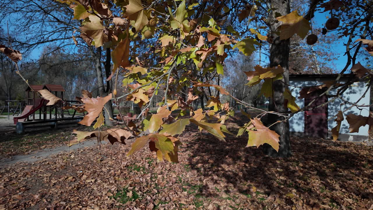 Autumn leaves and playground in park