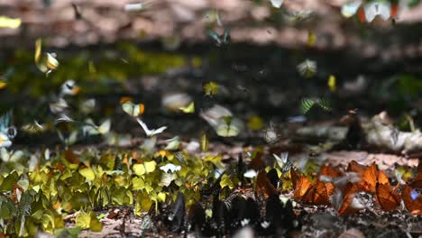 mariposas de todo tipo volando y alimentándose de minerales en el suelo en el parque nacional kaeng krachan en tailandia durante un hermoso día soleado