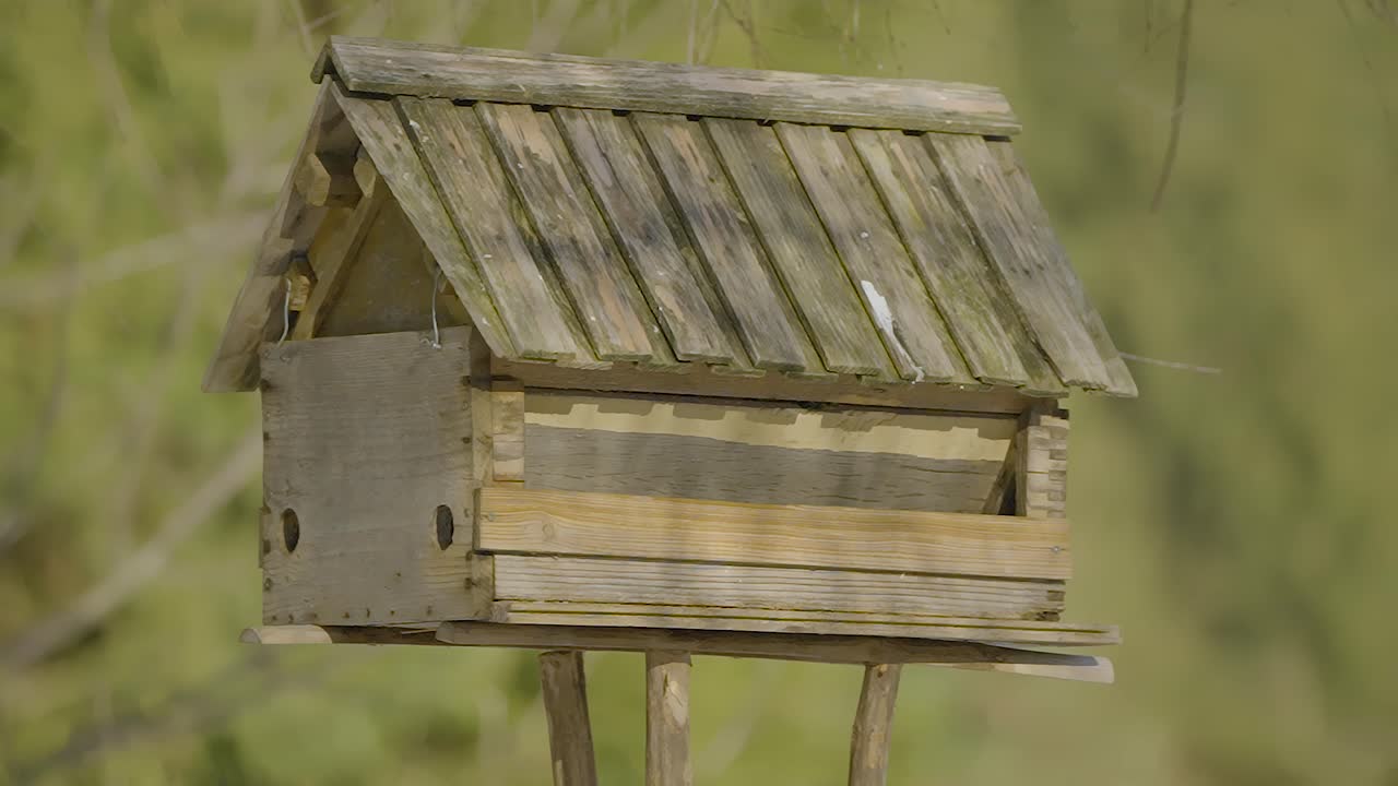 240fps의 슬로우 모션으로 캡처된 자연 속에서 겨울철에 음식을 찾고 먹는 다채로운 새들이 있는 새집을 닫습니다.