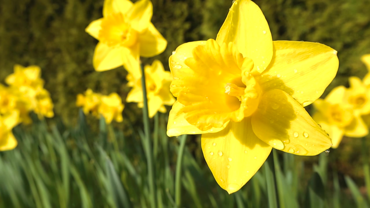 Belos narcisos amarelos florescendo em um jardim de primavera após a chuva. Close-up das flores com gotas de água cintilantes em suas pétalas e um fundo bokeh com foco suave