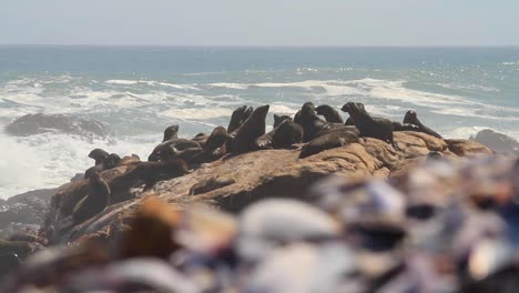 Lobo-Marino-Del-Cabo-En-La-Costa-Oeste-De-Sudáfrica