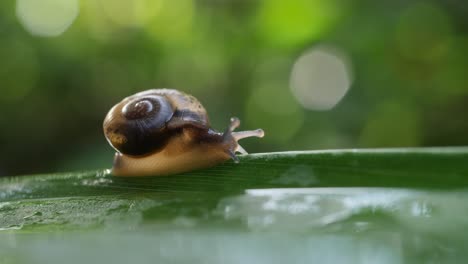 un caracol en una hoja