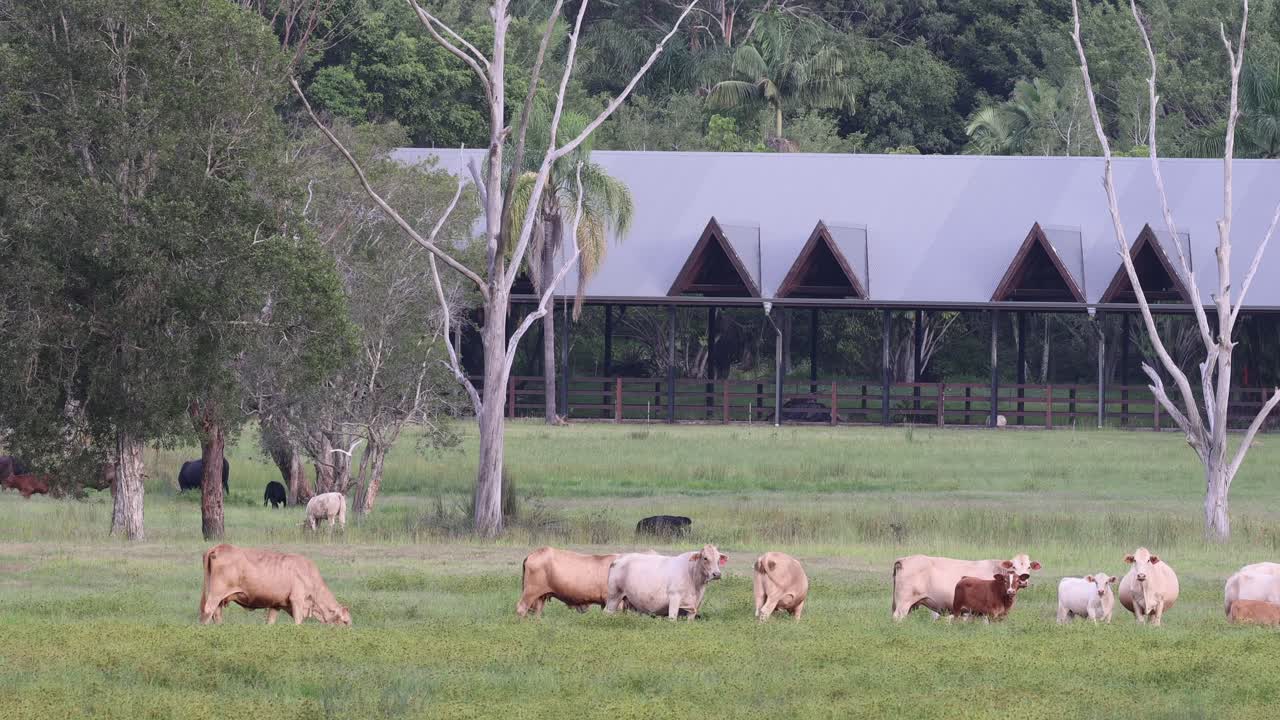 울창 한 초록 들판 에서 풀 을 는 소 들