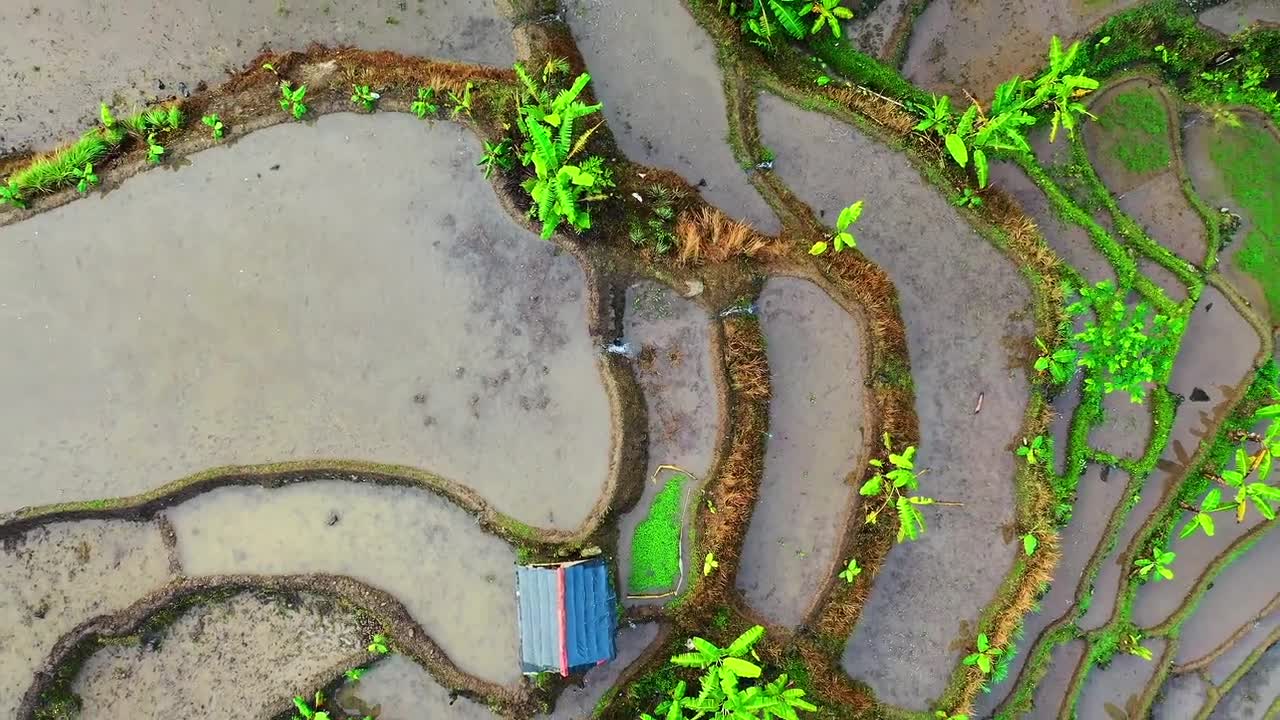 Drone shows rice terrace landscape affected by cyclone. Flooded paddies and scattered debris seen between green trees and broken paths. Waterlogged fields highlight impact of recent storm damage.