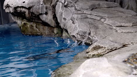 african penguins dive into the water at umino-mori aquarium in sendai, japan