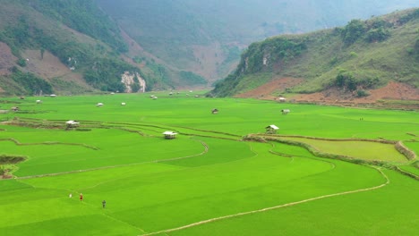 a farmer fertilizes a rice field in the northwest mountains - vietnam