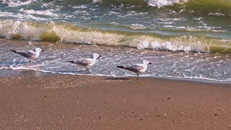 bandada de gaviotas en la playa vacía