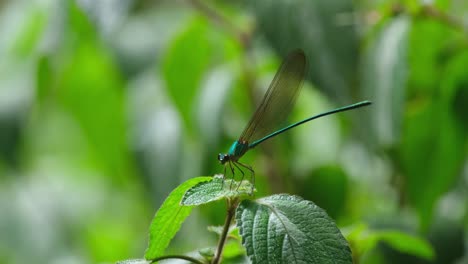 resting on top of a healthy plant deep in the forest, clear-winged forest glory, vestalis gracilis, thailand