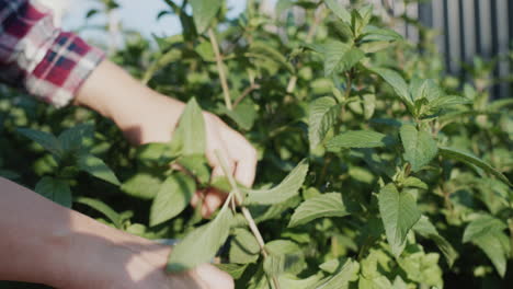 hombre cortando brotes de menta para un cóctel