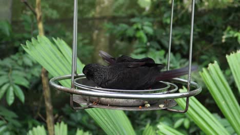 pájaros negros en un alimentador