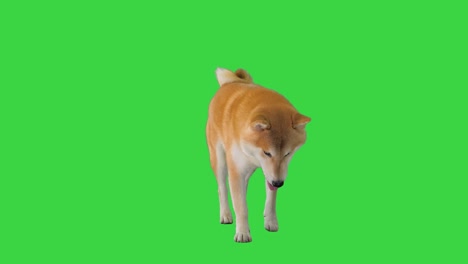 cute little shiba inu walking on a green screen, chroma key