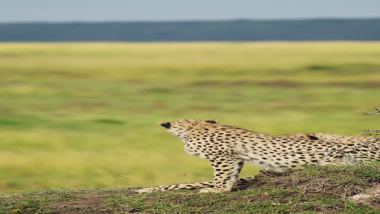 Vertical Cheetah for Social Media in the African Savannah, Vertical African Animals Cheetah Video for Instagram Reels and Tiktok of Cheetah in the Savanna on African Wildlife Safari