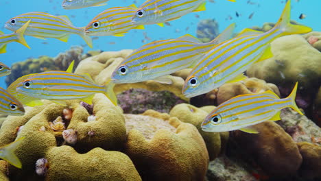 school of snapper turning in front of camera and swimming over hard coral reef