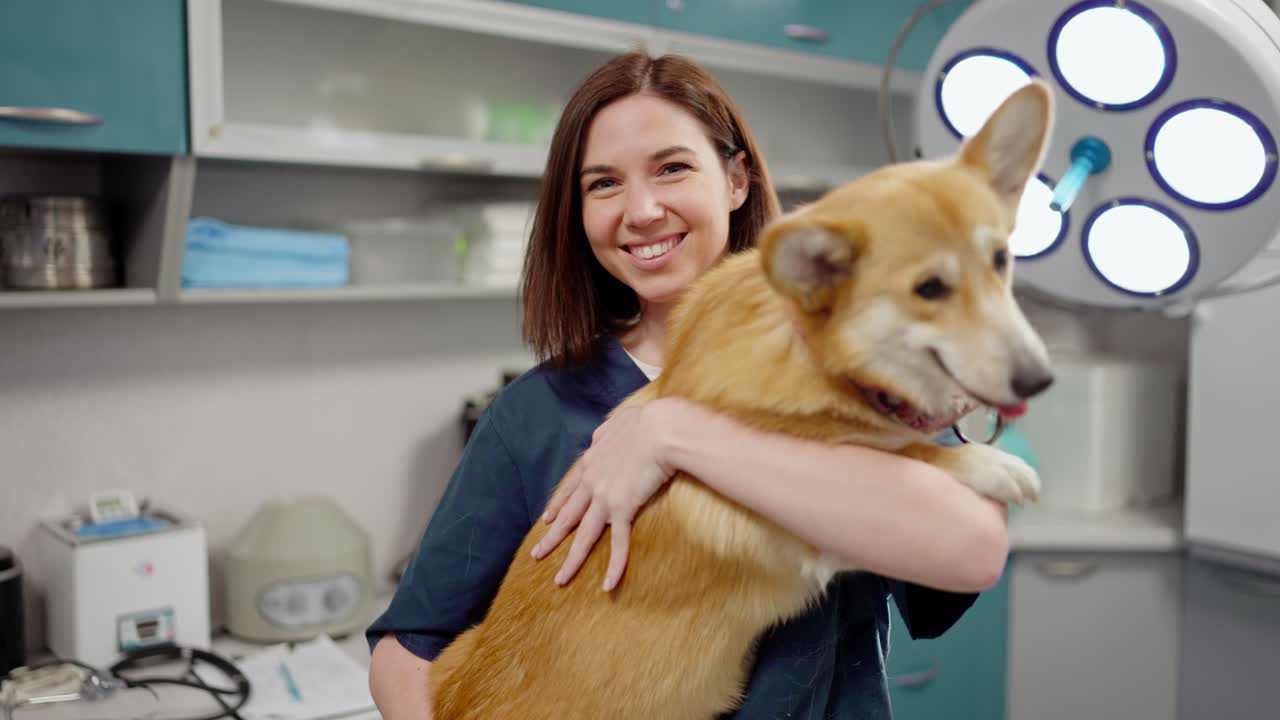 Portrait of a happy brunette girl in a blue uniform holding and stroking a yellow corgi dog in a veterinary clinic in a veterinarian office