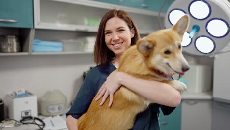 portrait of a happy brunette girl in a blue uniform holding and stroking a yellow corgi dog in a veterinary clinic in a veterinarian office