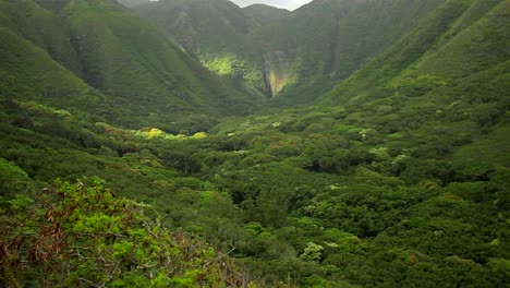 slow zoom into dense jungle paradise in hawaii
