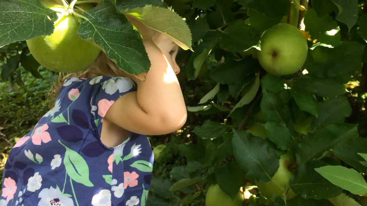 niña recogiendo manzanas en un huerto de manzanas bajo un árbol