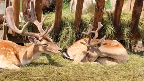 Two Beautiful Deer are Lying on the Hay Near the Feeder at the Contact Zoo. Two beautiful deer are lying on the hay near the feeder, basking in the summer sun at the contact zoo. In the , other animals are eating