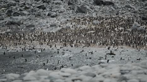 gran colonia de pingüinos en una playa solitaria en la antártida