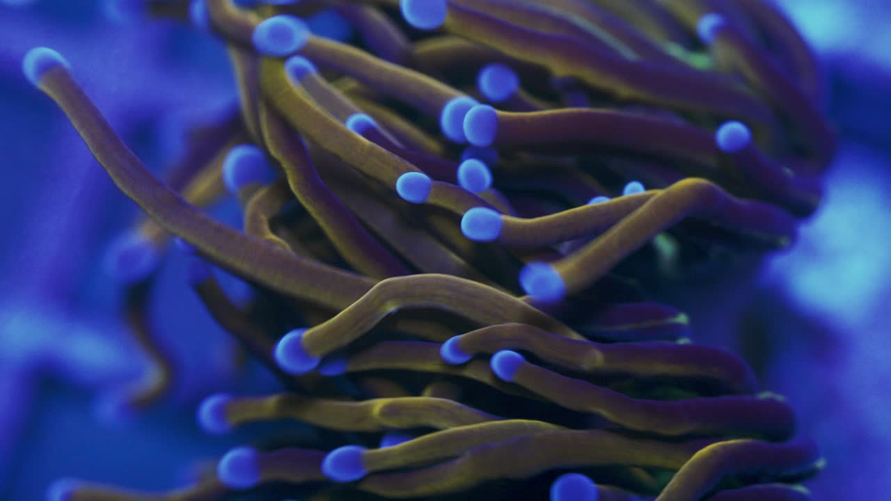 Macro close-up of Euphyllia glabrescens swaying under actinic light, with yellow, brown, and purple tentacles and dark blue tips.