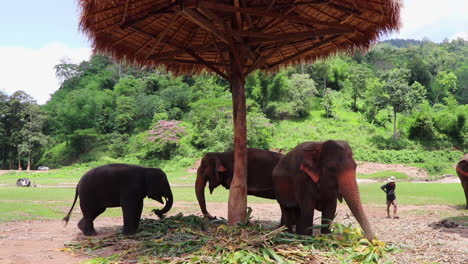 elephants standing under a grass hut eating next to each other in slow motion