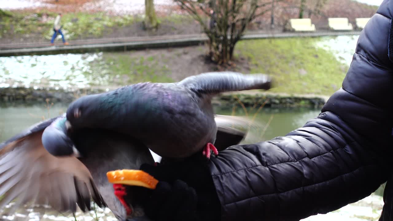 Close-up de um Pombo Comendo Pão de uma Mão Enluvada em um Parque