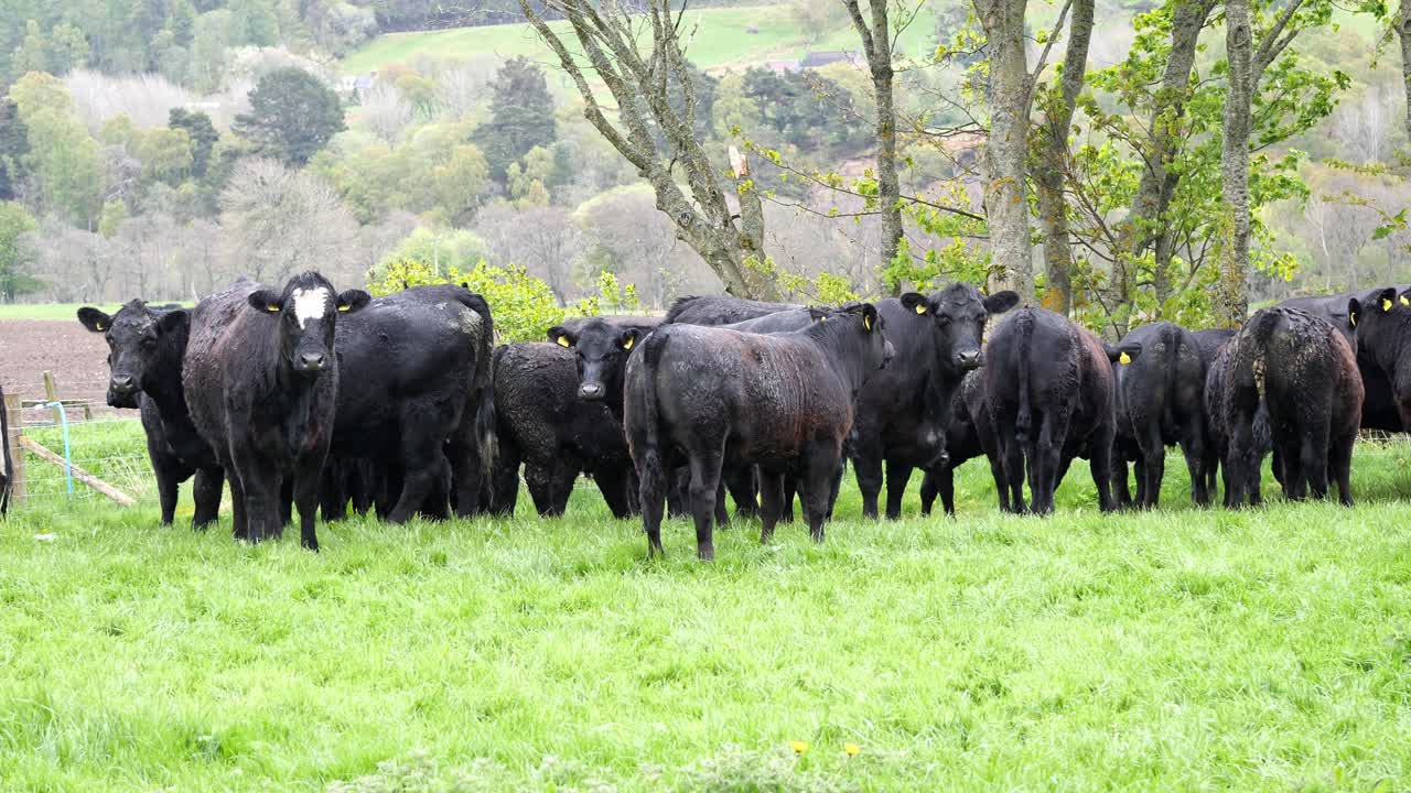 Una mandria di bovini neri in piedi in un campo all'inizio della primavera