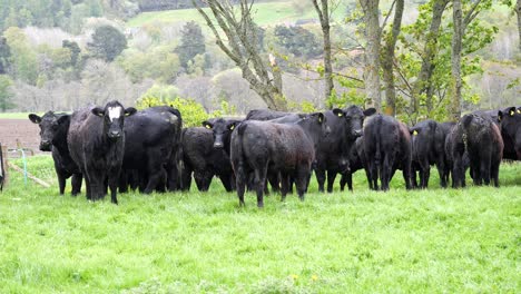 Una-Manada-De-Ganado-Negro-De-Pie-En-Un-Campo-A-Principios-De-La-Primavera