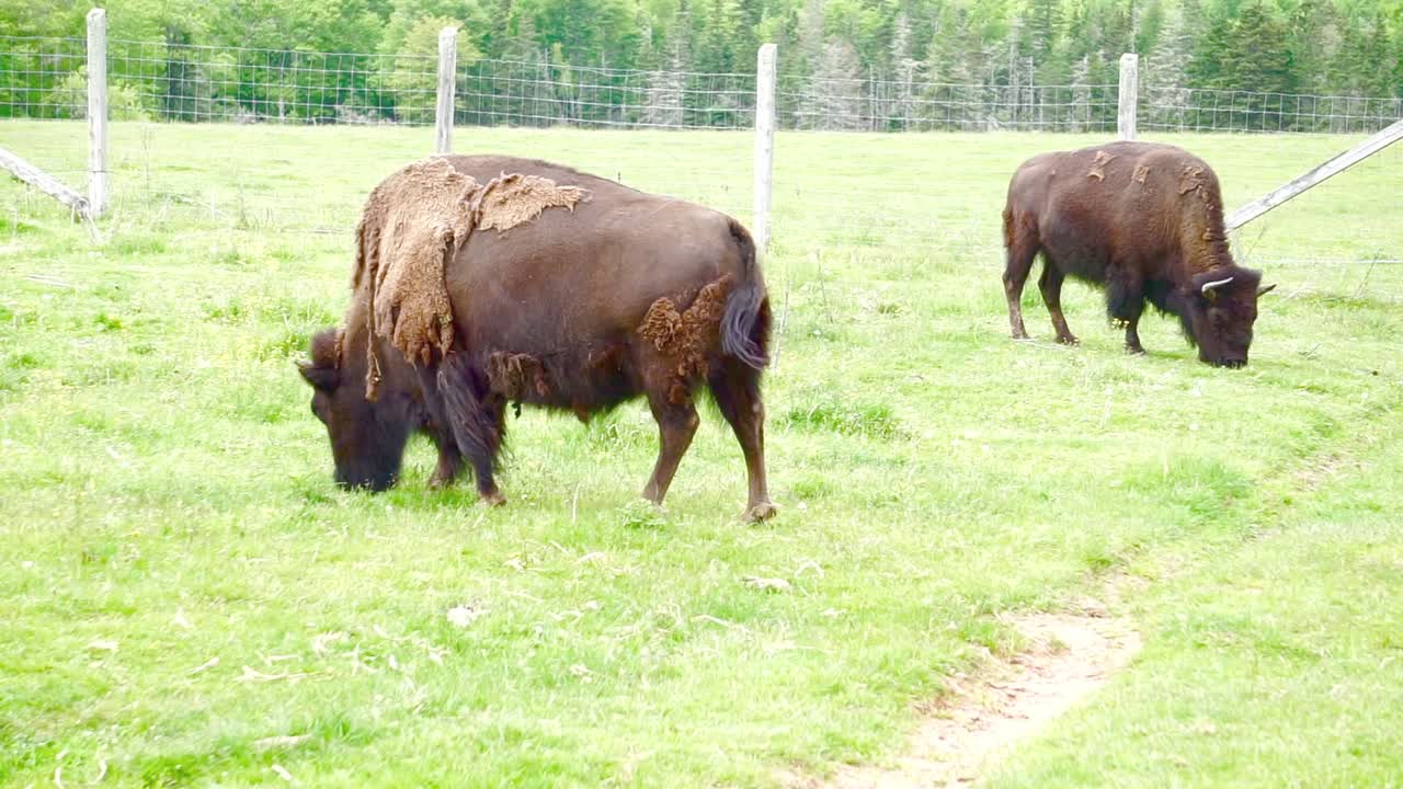 Buffalo grazing, transitioning from winter coat to summer.
