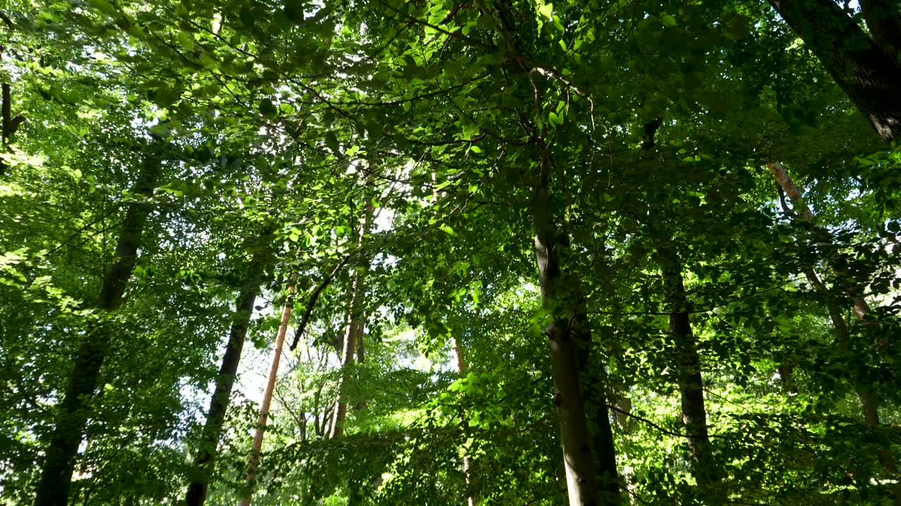 медленно прогуливаясь по лесу